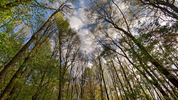 Foto niedrigwinkelansicht von bäumen im wald