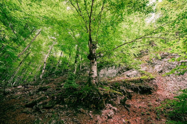 Niedrigwinkelansicht von Bäumen im Wald