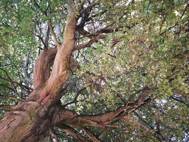 Foto niedrigwinkelansicht von bäumen im wald