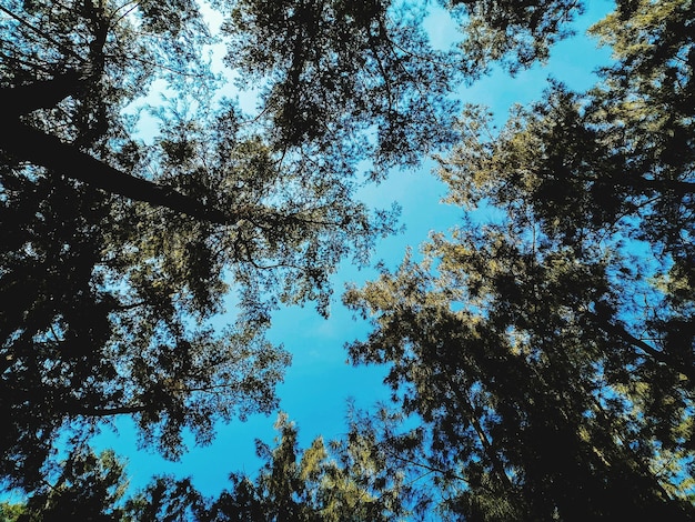Niedrigwinkelansicht von Bäumen im Wald