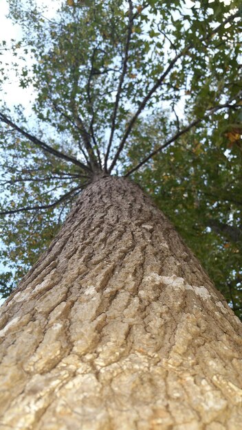 Foto niedrigwinkelansicht von bäumen im wald