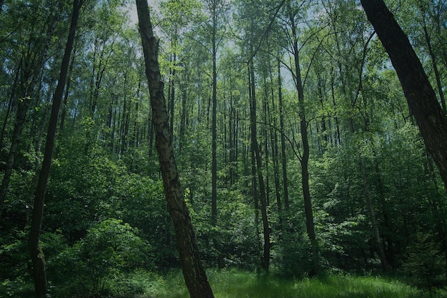 Niedrigwinkelansicht von Bäumen im Wald