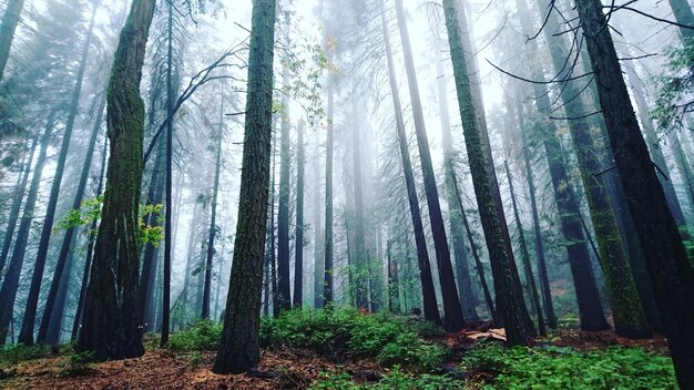 Foto niedrigwinkelansicht von bäumen im wald