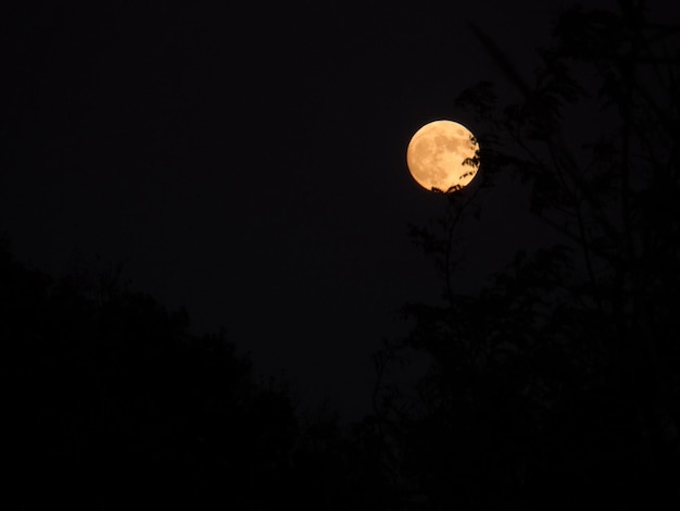 Niedrigwinkelansicht von Bäumen in der Nacht