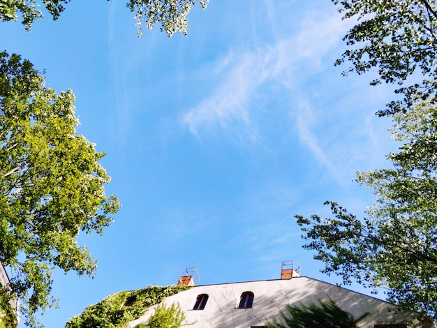 Niedrigwinkelansicht von Bäumen und Gebäuden vor dem Himmel