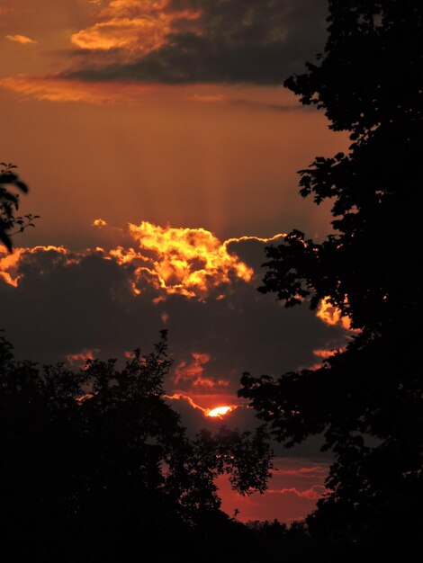 Foto niedrigwinkelansicht von bäumen vor bewölktem himmel