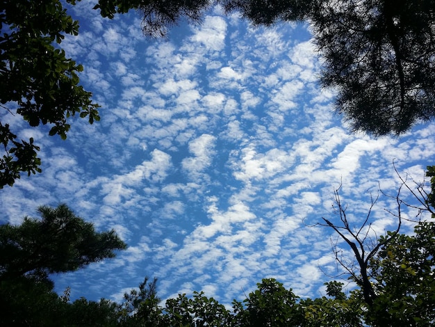 Foto niedrigwinkelansicht von bäumen vor bewölktem himmel