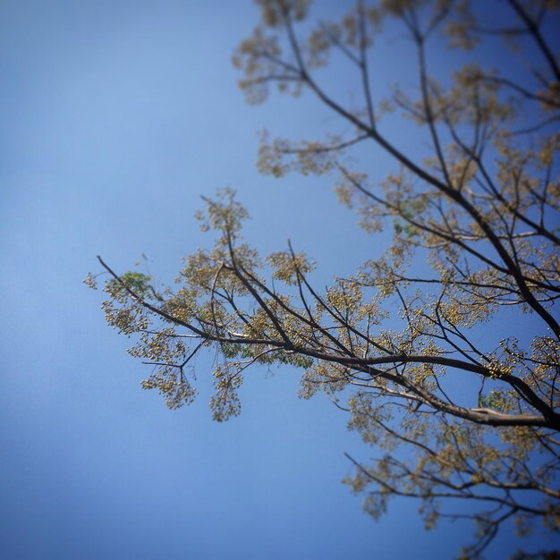 Foto niedrigwinkelansicht von bäumen vor blauem himmel