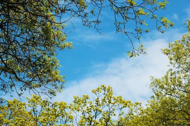 Niedrigwinkelansicht von Bäumen vor blauem Himmel