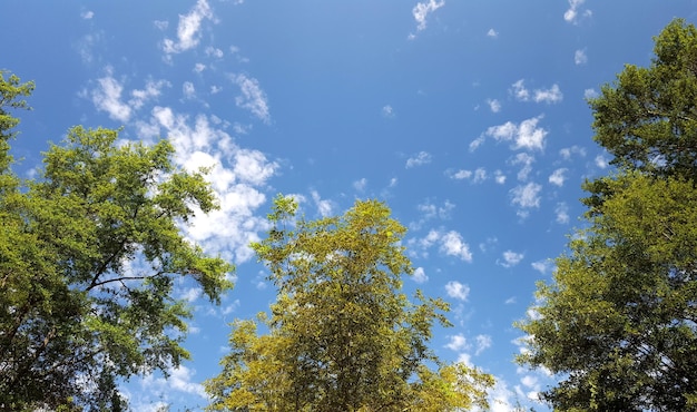 Niedrigwinkelansicht von Bäumen vor blauem Himmel