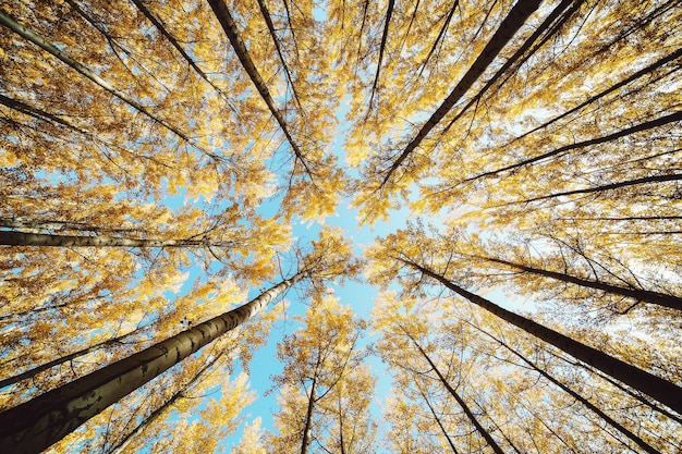 Niedrigwinkelansicht von Bäumen vor blauem Himmel