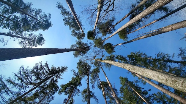 Niedrigwinkelansicht von Bäumen vor blauem Himmel