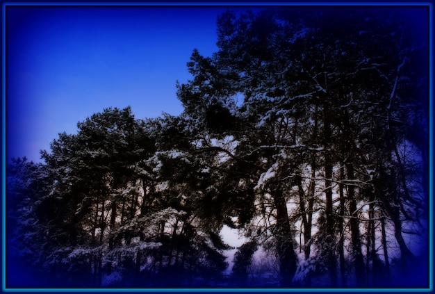 Foto niedrigwinkelansicht von bäumen vor blauem himmel