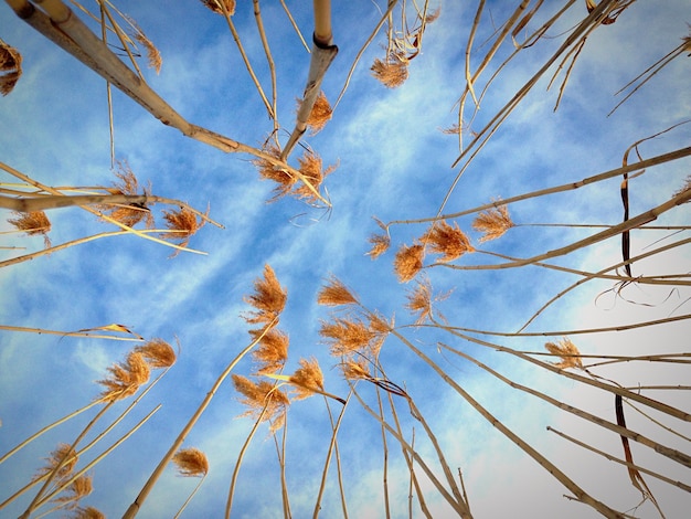 Foto niedrigwinkelansicht von bäumen vor blauem himmel