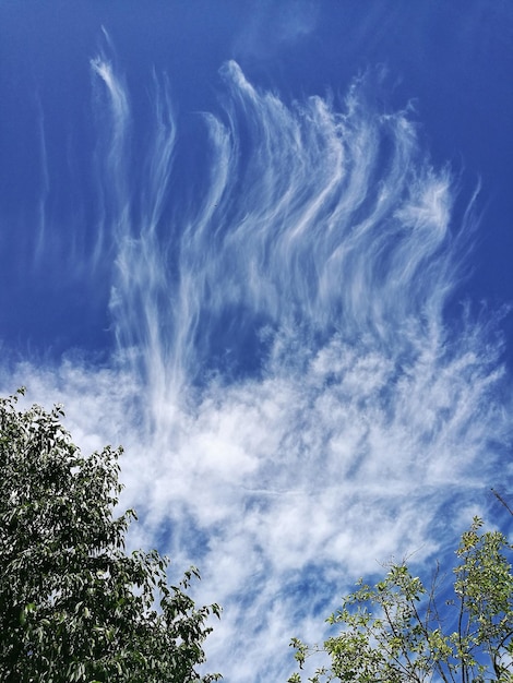 Foto niedrigwinkelansicht von bäumen vor blauem himmel