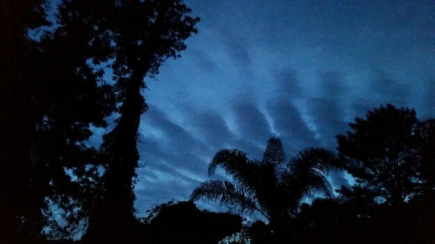 Niedrigwinkelansicht von Bäumen vor blauem Himmel