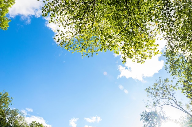 Niedrigwinkelansicht von Bäumen vor blauem Himmel