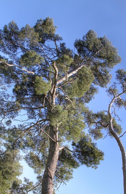 Foto niedrigwinkelansicht von bäumen vor blauem himmel