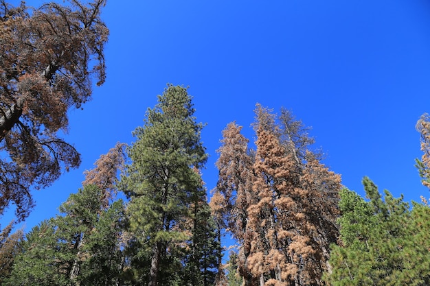 Foto niedrigwinkelansicht von bäumen vor klarem blauen himmel