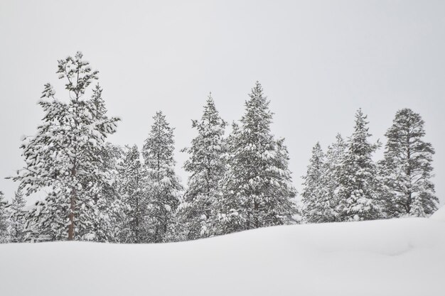 Foto niedrigwinkelansicht von bäumen vor klarem himmel im winter