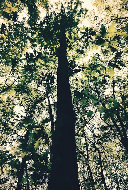 Foto niedrigwinkelansicht von bäumen