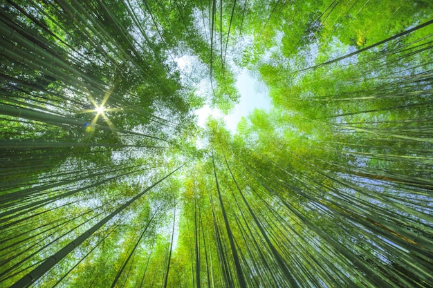 Niedrigwinkelansicht von Bambusbäumen im Wald