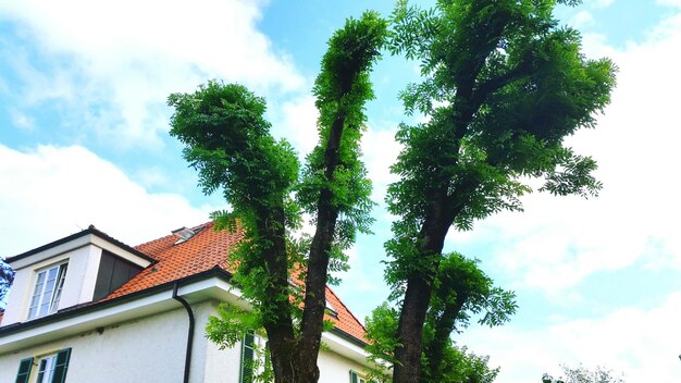 Foto niedrigwinkelansicht von baum und haus vor bewölktem himmel