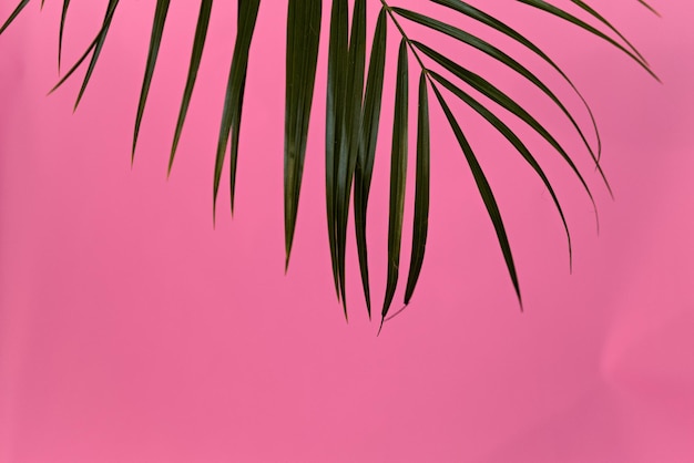 Niedrigwinkelansicht von Blättern vor dem rosa Himmel