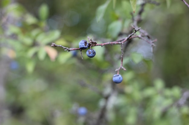 Foto niedrigwinkelansicht von blaubeeren auf einem baum