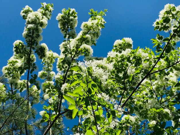 Foto niedrigwinkelansicht von blühenden pflanzen gegen den blauen himmel