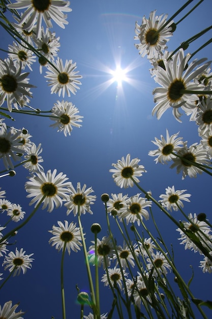 Foto niedrigwinkelansicht von blühenden pflanzen vor dem blauen himmel