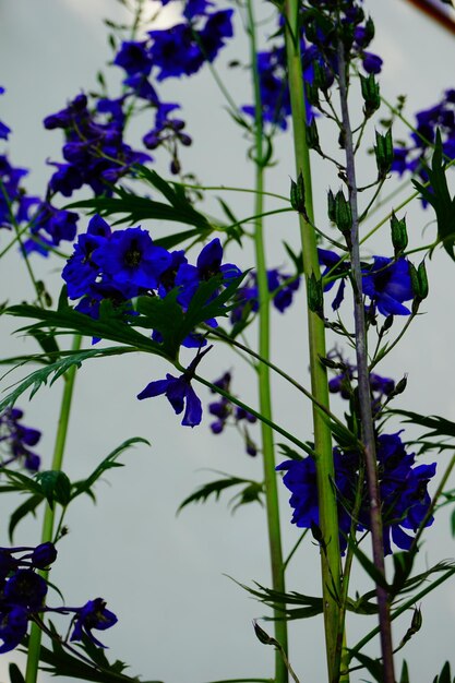 Foto niedrigwinkelansicht von blumen, die gegen einen klaren blauen himmel blühen