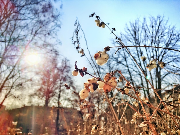 Foto niedrigwinkelansicht von blumenbaum gegen den himmel