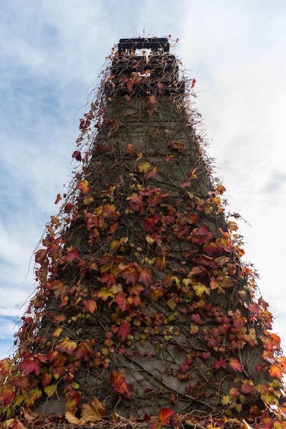 Foto niedrigwinkelansicht von efeu, der auf einem baum gegen den himmel wächst