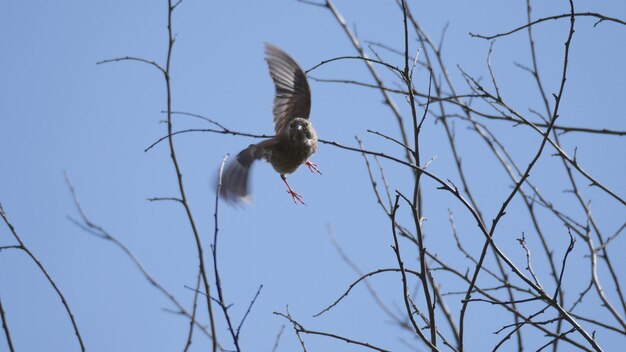 Foto niedrigwinkelansicht von einem grauen reiher, der gegen den himmel fliegt