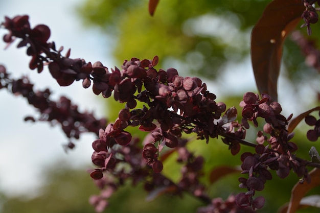 Foto niedrigwinkelansicht von früchten auf einem baum