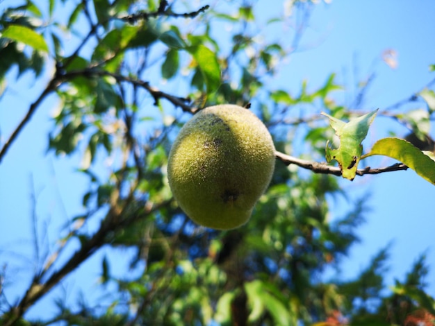 Niedrigwinkelansicht von Früchten auf einem Baum