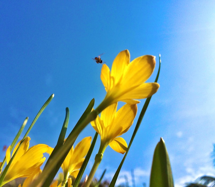 Foto niedrigwinkelansicht von gelben blumen, die gegen den blauen himmel blühen
