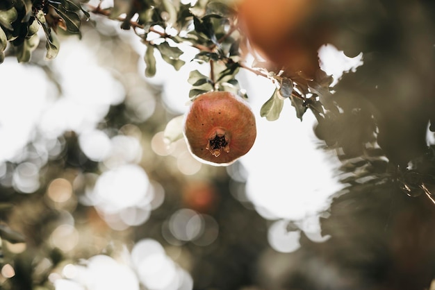 Niedrigwinkelansicht von Granatapfel auf einem Baum
