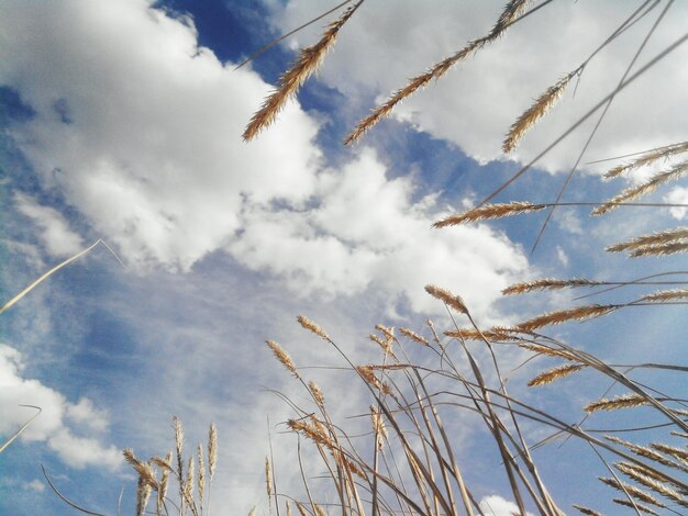 Foto niedrigwinkelansicht von grasstängeln gegen einen bewölkten himmel