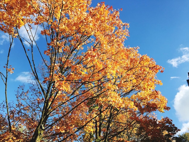 Niedrigwinkelansicht von Herbstbäumen gegen den Himmel