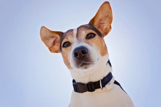 Niedrigwinkelansicht von Jack Russell gegen den Himmel