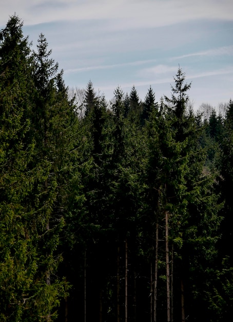 Foto niedrigwinkelansicht von kiefern im wald gegen den himmel