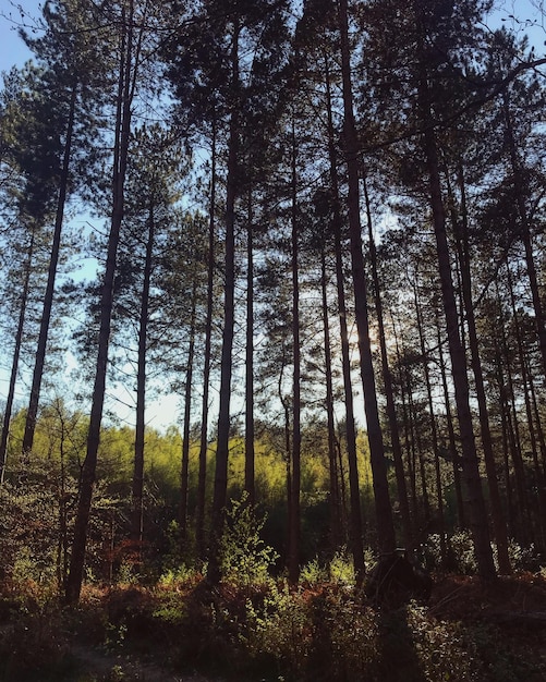 Niedrigwinkelansicht von Kiefern im Wald