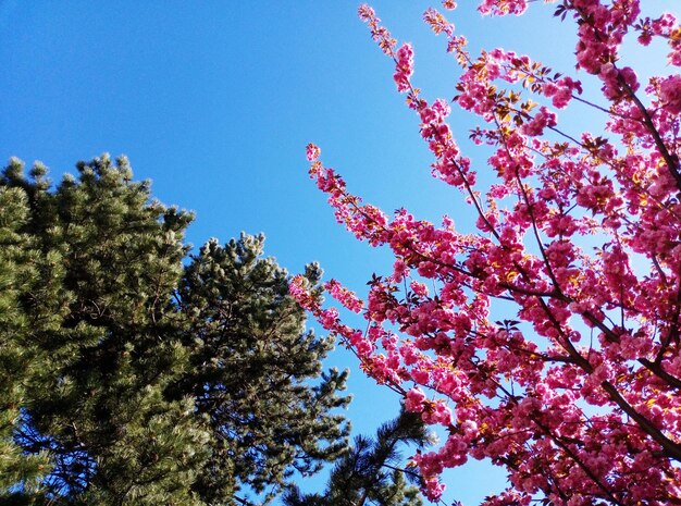 Foto niedrigwinkelansicht von kirschblüten gegen den blauen himmel