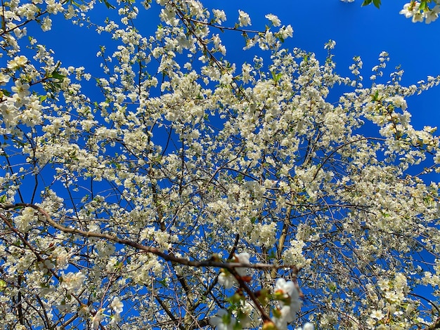 Niedrigwinkelansicht von Kirschblüten gegen den blauen Himmel