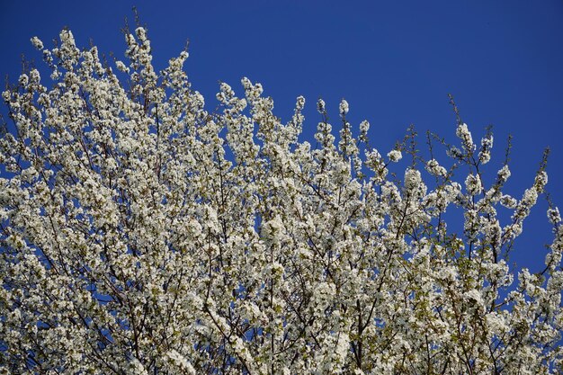 Niedrigwinkelansicht von Kirschblüten gegen den blauen Himmel