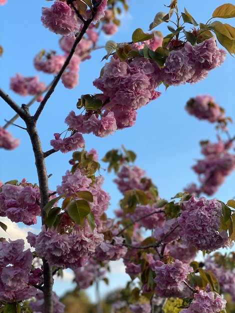 Foto niedrigwinkelansicht von kirschblüten gegen den himmel