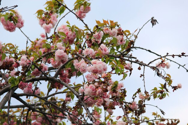 Niedrigwinkelansicht von Kirschblüten gegen den Himmel