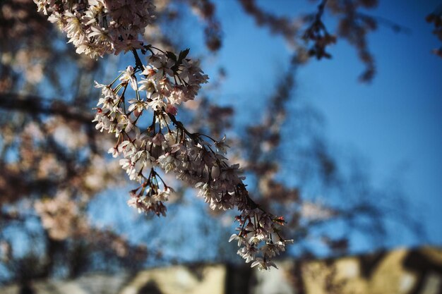 Foto niedrigwinkelansicht von kirschblüten gegen den himmel